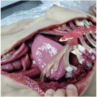 Фантом-манекен «вскрытие женщины» 